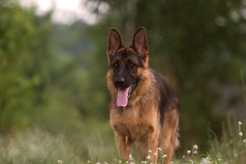 Shepherd dog in the grass