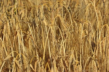 Wintergerste (Hordeum vulgare) im Juli
