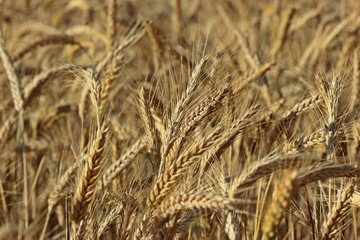 Feld mit Triticale im Juli 