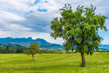 Fototapeta na wymiar Bäume Blick auf Wendelstein Irschenberg