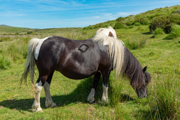 Dartmoor, Devon, England