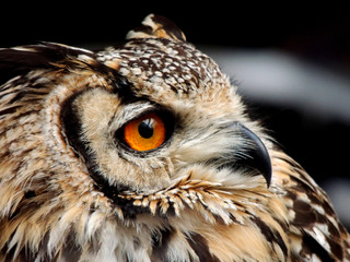 owl, hunter birds at night