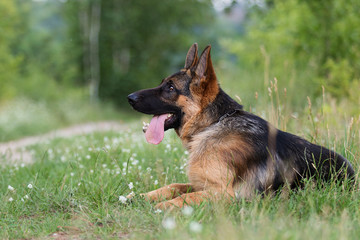 Shepherd dog in the grass