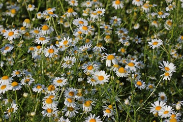 Echte Kamille (Matricaria chamomilla) 

