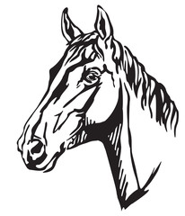 Decorative portrait of Trakehner horse-3 vector illustration
