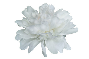 The white garden peony with water drops on petals isolated on a white background.