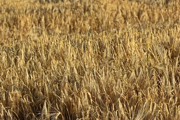 Wintergerste (Hordeum vulgare) im Juli
