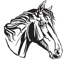 Decorative portrait of Trakehner horse-4 vector illustration