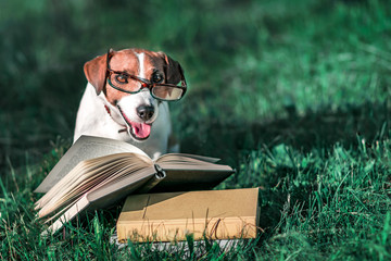 Cute pet jack russel terrier with eyeglasses sitting outside on green grass next to an open book. Dog reading in park at sunny day. Education and training. Copy-space left