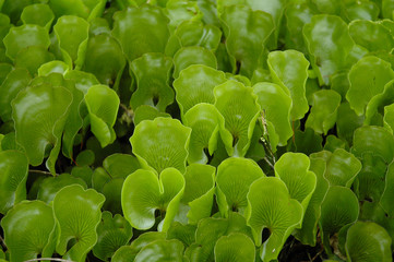 Patch of kidney ferns on Rangitoto Island, Auckland, New Zealand.