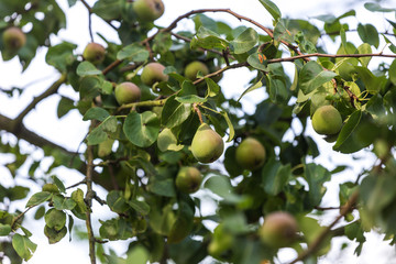 pear tree in the garden