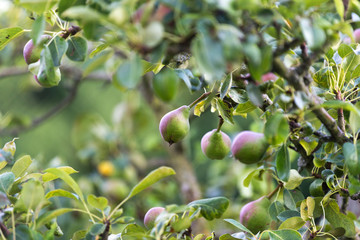 pear tree in the garden