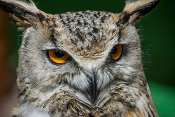 owl, hunter birds at night