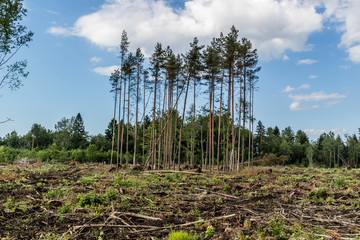 View to the field with cut down forest with some trees left.
