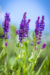 violet blue flowers herbs in the field