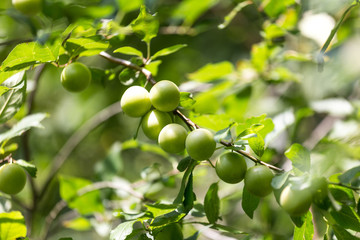 mirabelles tree in the garden