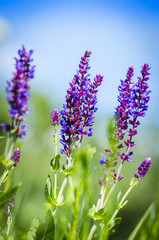 violet blue flowers herbs in the field