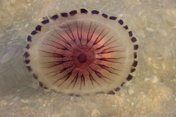 Chrysaora hysoscella