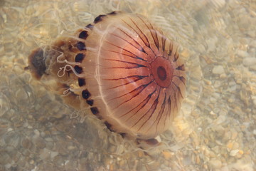 M&eacute;duse boussole