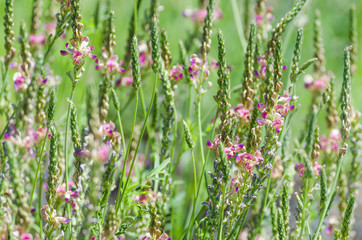 pink field medicinal flowers