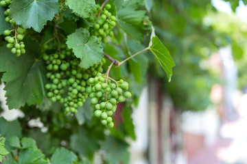 unripe Grapes on shrub in a village