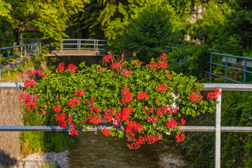 Rote Blumen auf Brückengeländer