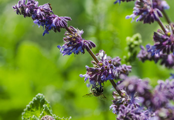 violet blue flowers herbs in the field