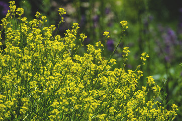 blooming yellow wildflowers weed