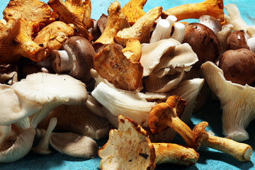 variety of raw mushrooms on table with oyster mushrooms and champignons.