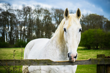 White horse bites wooden fence
