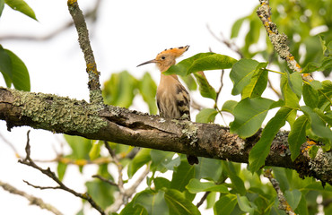 The Eurasian hoopoe (Upupa epops) sitting on the branch with green foliage.