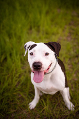 Portrait of American Staffordshire Terrier outside in a natural hiking environment