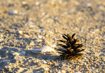 Pine cone with shells in the sandy beach