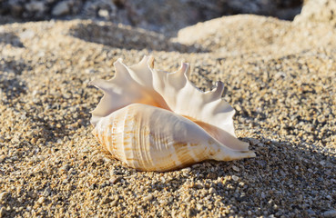 Close up view of large spotted seashell lying on the sand on the beach. Minimal nature concept, selective focus