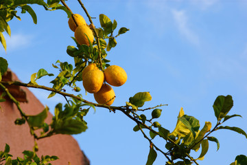 Lemon tree on the street in south spanish town.
