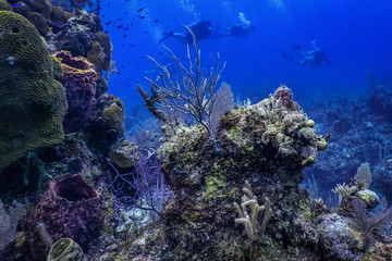 Purple under water coral 