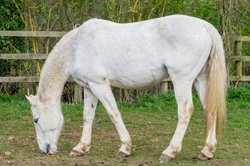 Obraz na płótnie Canvas Horse at the green meadow