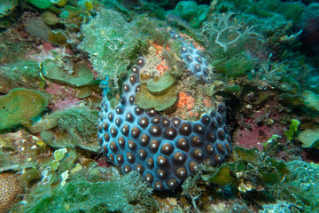 Blue Coral Pineapple 