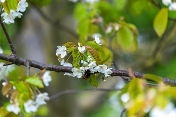Bee collecting nectar from white flowers with a green bacground