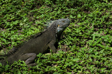 Iguana in Green Grass on Sunny Day