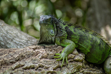 Green Iguana Lounging on Sunny Day