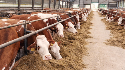 A cow in feeding shed being inquisitive