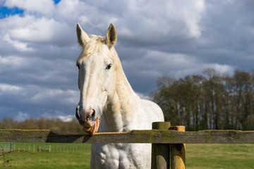 White horse licking wooden fence