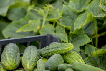 cucumbers in the garden close up - harvest