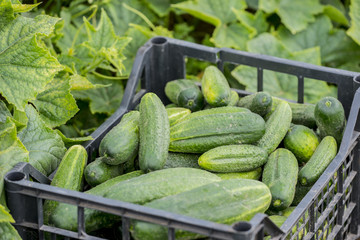 cucumbers in the garden close up - harvest