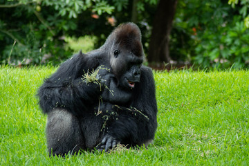Western Lowland Gorilla in Green Grass on Sunny Day