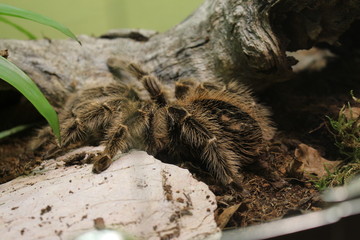 Spinne1