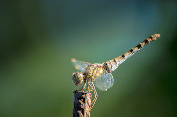 libellule sur perchoir  © Amaury