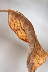 Close up of yellow autumn dried tree leaf in sunlight. Sear brown foliage hold to light/Dry autumn leaf on a tree brunch