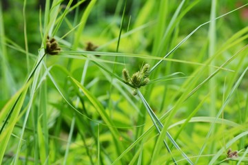 Cyperus cyperoides